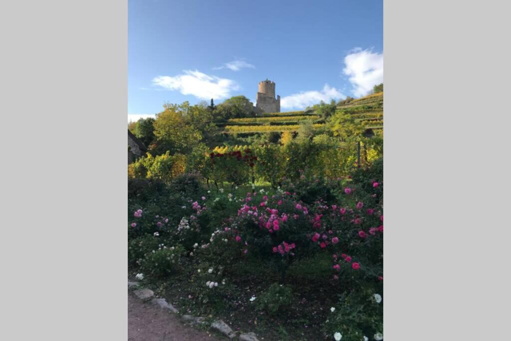Coeur Alsace Daire Colmar Dış mekan fotoğraf